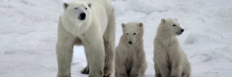 Manitoba_PolarBears_2506.jpg