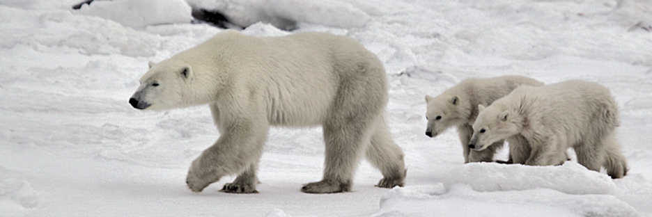 Manitoba_PolarBears_2511.jpg