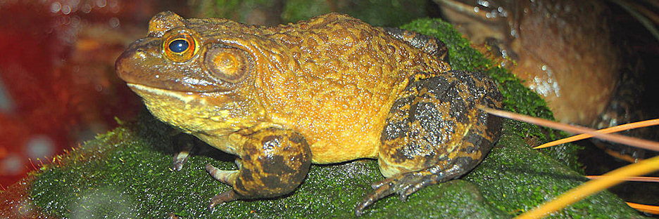 Vancouver_Aquarium_Frogs0625.jpg