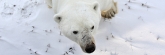 Manitoba_Churchill_PolarB_Day2_1189