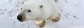 Manitoba_Churchill_PolarB_Day2_1191