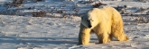 Manitoba_Churchill_PolarB_Day3_1707