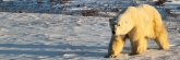 Manitoba_Churchill_PolarB_Day3_1708