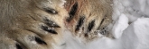 Manitoba_Churchill_PolarB_Day4_1296