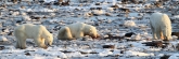 Manitoba_Churchill_PolarB_Day4_2080