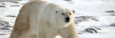 Manitoba_Churchill_PolarB_Day5_2377