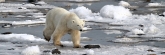 Manitoba_Churchill_PolarB_Day5_2383