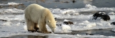 Manitoba_Churchill_PolarB_Day5_2385