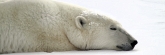 Manitoba_Churchill_PolarB_Day5_2386_m