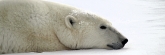 Manitoba_Churchill_PolarB_Day5_2387_m