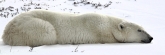 Manitoba_Churchill_PolarB_Day5_2388