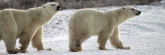 Manitoba_Churchill_PolarB_Day5_2407