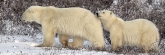 Manitoba_Churchill_PolarB_Day5_2420
