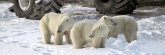 Manitoba_Churchill_PolarB_Day5_2421