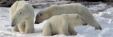 Manitoba_Churchill_PolarB_Day5_2423