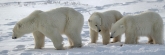 Manitoba_Churchill_PolarB_Day5_2424