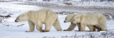 Manitoba_Churchill_PolarB_Day5_2432
