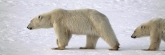Manitoba_Churchill_PolarB_Day5_2443