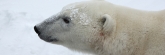 Manitoba_Churchill_PolarB_Day6_1531