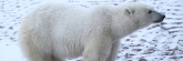 Manitoba_Churchill_PolarBears1386