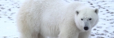 Manitoba_Churchill_PolarBears1391