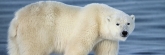 Manitoba_Churchill_PolarBears1566