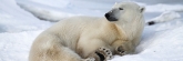 Manitoba_Churchill_PolarBears1603
