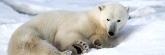 Manitoba_Churchill_PolarBears1604