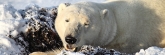 Manitoba_Churchill_PolarBears1614