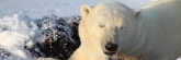 Manitoba_Churchill_PolarBears1625