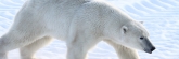Manitoba_Churchill_PolarBears1632