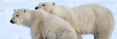 Manitoba_Churchill_PolarBears_1401