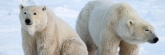 Manitoba_Churchill_PolarBears_1403