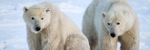 Manitoba_Churchill_PolarBears_1407