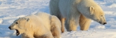Manitoba_Churchill_PolarBears_1414