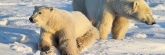 Manitoba_Churchill_PolarBears_1416