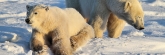 Manitoba_Churchill_PolarBears_1417