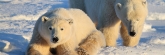 Manitoba_Churchill_PolarBears_1420