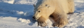 Manitoba_Churchill_PolarBears_1424