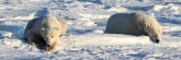 Manitoba_Churchill_PolarBears_1427