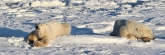 Manitoba_Churchill_PolarBears_1434