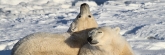 Manitoba_Churchill_PolarBears_1441