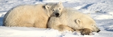 Manitoba_Churchill_PolarBears_1442