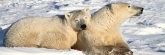 Manitoba_Churchill_PolarBears_1445