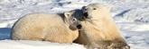 Manitoba_Churchill_PolarBears_1446