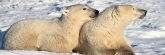 Manitoba_Churchill_PolarBears_1448