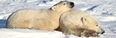 Manitoba_Churchill_PolarBears_1450
