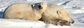 Manitoba_Churchill_PolarBears_1451