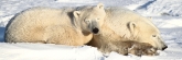 Manitoba_Churchill_PolarBears_1452