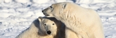 Manitoba_Churchill_PolarBears_1454